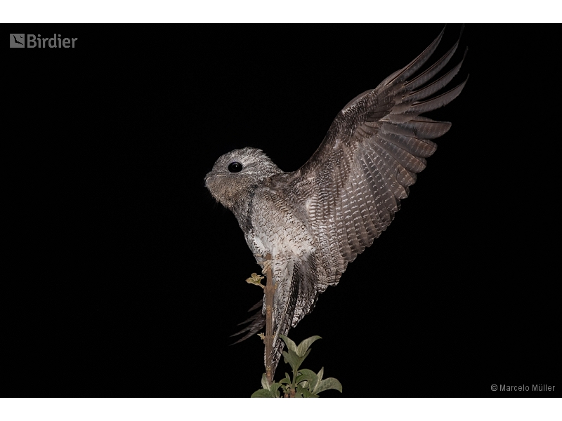 Great Potoo