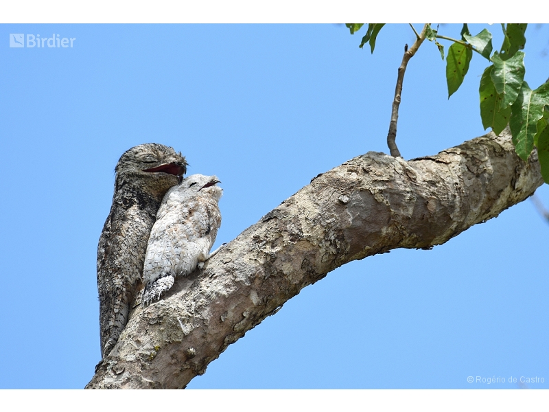 Great Potoo