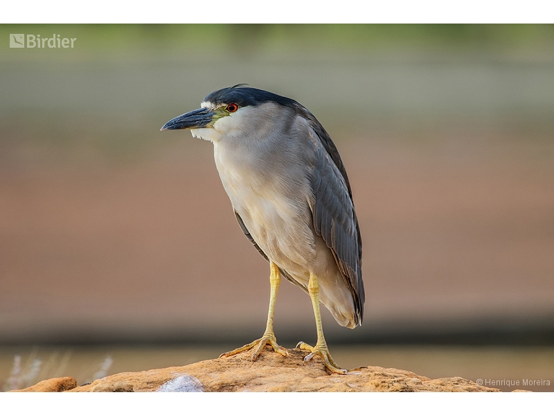 Black-crowned Night Heron