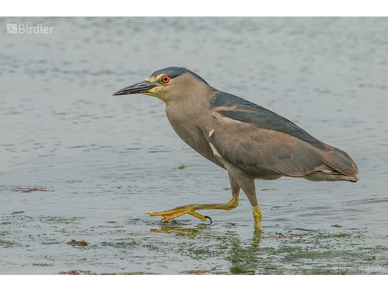 Black-crowned Night Heron