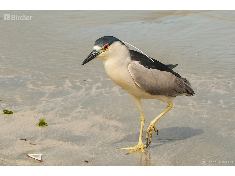 Black-crowned Night Heron