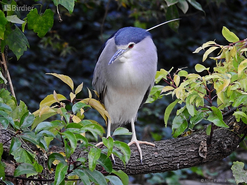 Black-crowned Night Heron