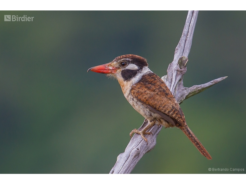 White-eared Puffbird