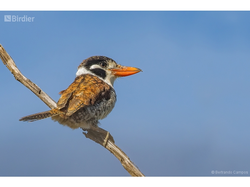 White-eared Puffbird