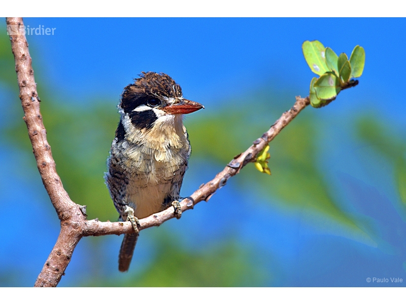 White-eared Puffbird