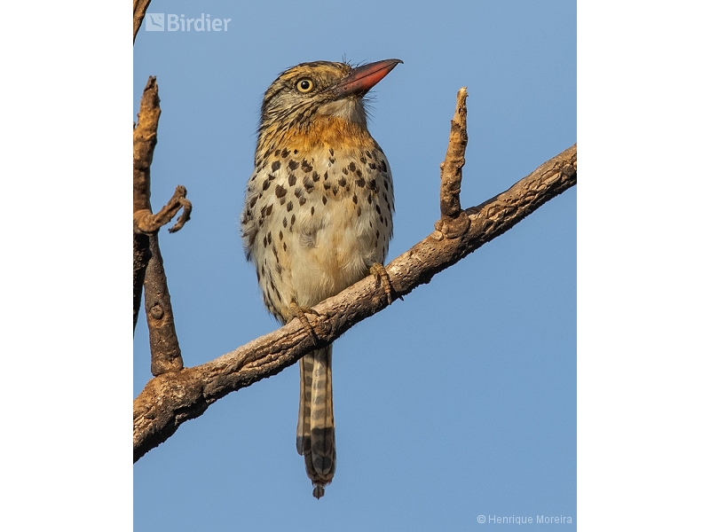 Spot-backed Puffbird