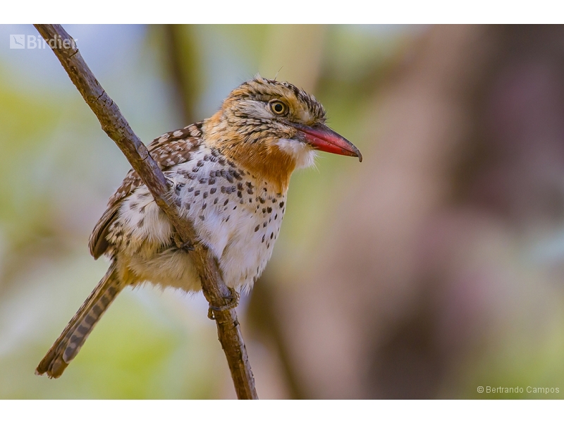 Spot-backed Puffbird