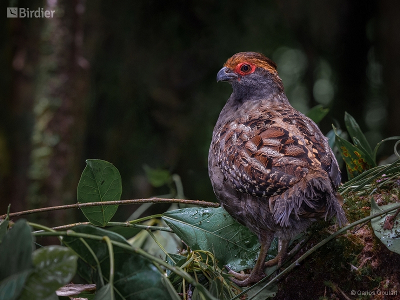 Spot-winged Wood Quail