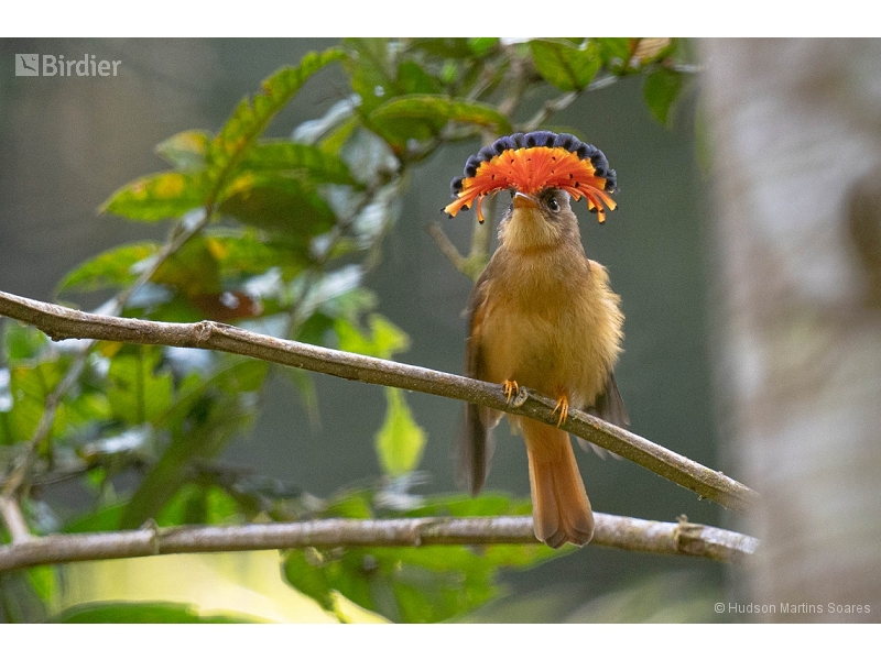 Atlantic Royal Flycatcher