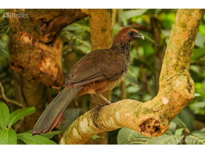 East Brazilian Chachalaca