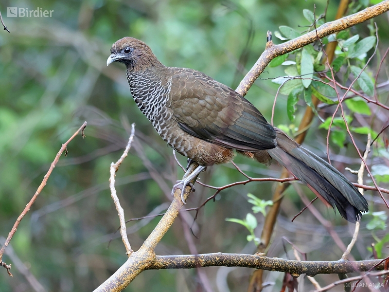 Scaled Chachalaca