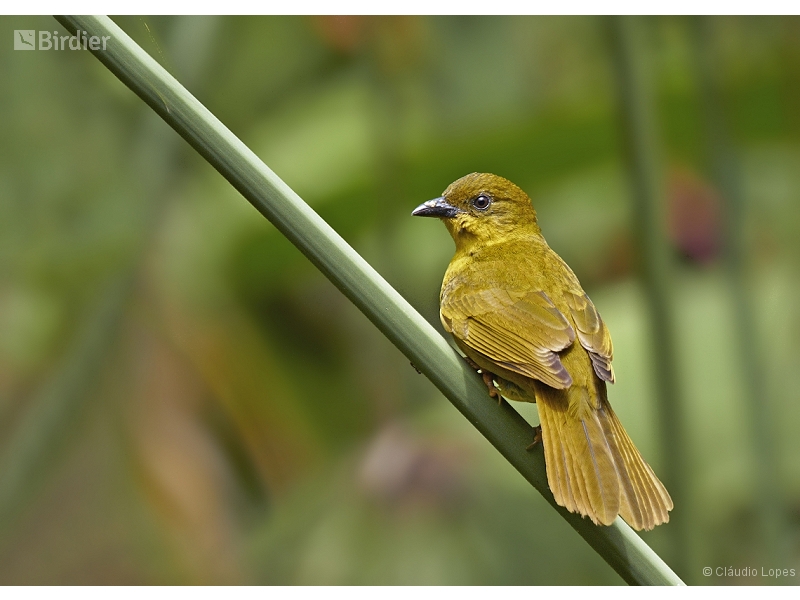 Olive-green Tanager