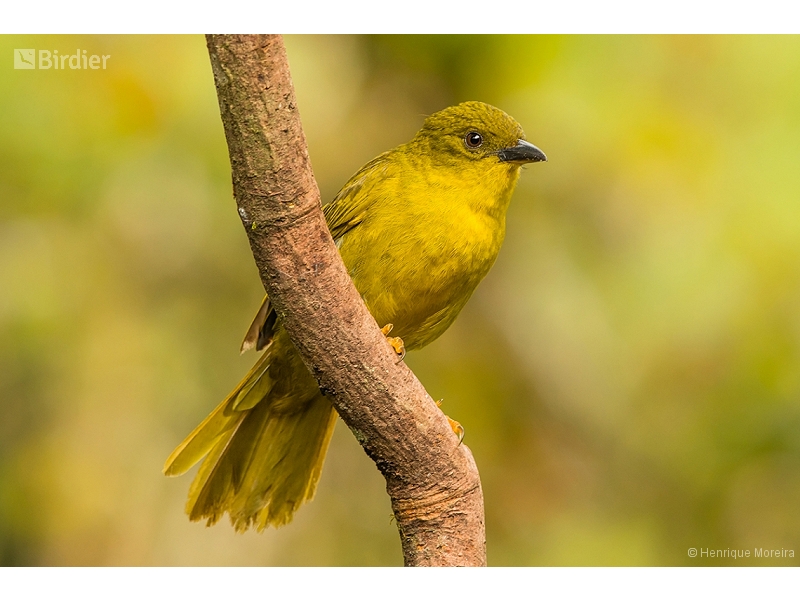 Olive-green Tanager
