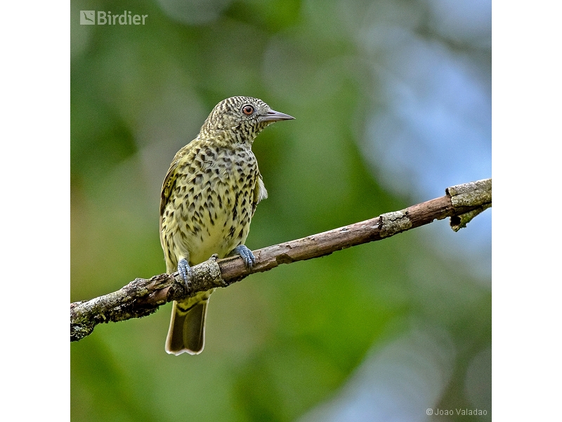 Sharpbill