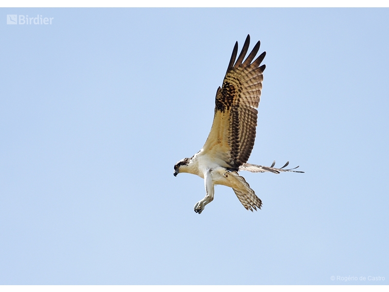 Osprey