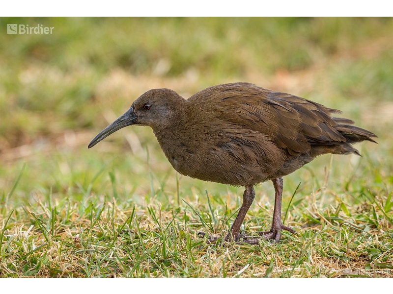 Plumbeous Rail