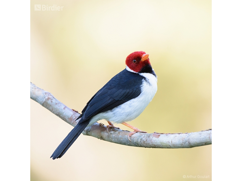 Yellow-billed Cardinal