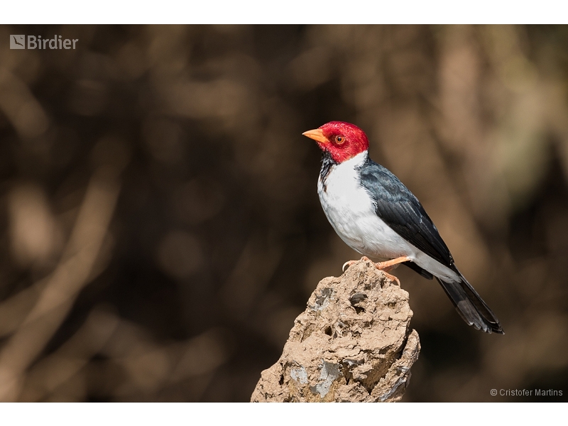 Yellow-billed Cardinal