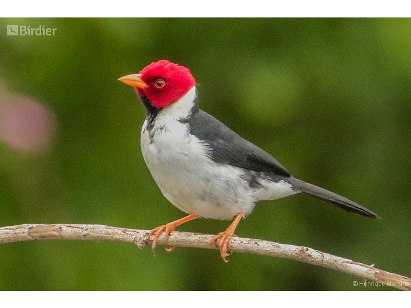 Yellow-billed Cardinal
