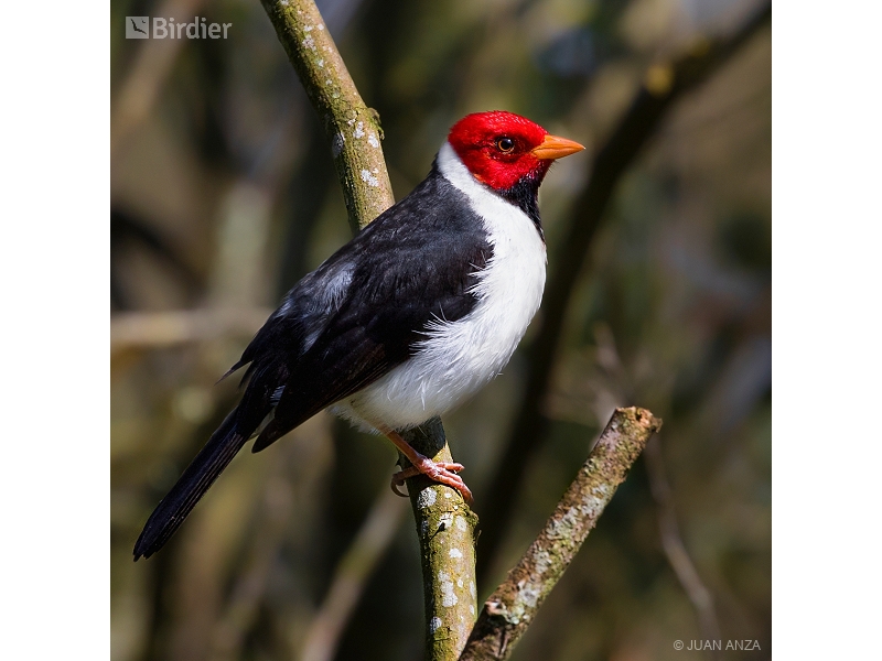 Yellow-billed Cardinal