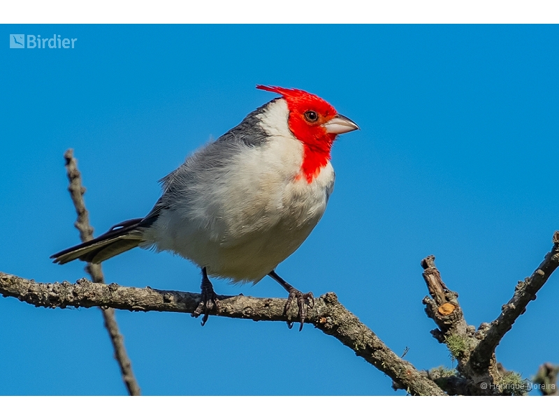 Red-crested Cardinal