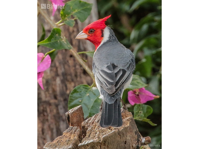 Red-crested Cardinal