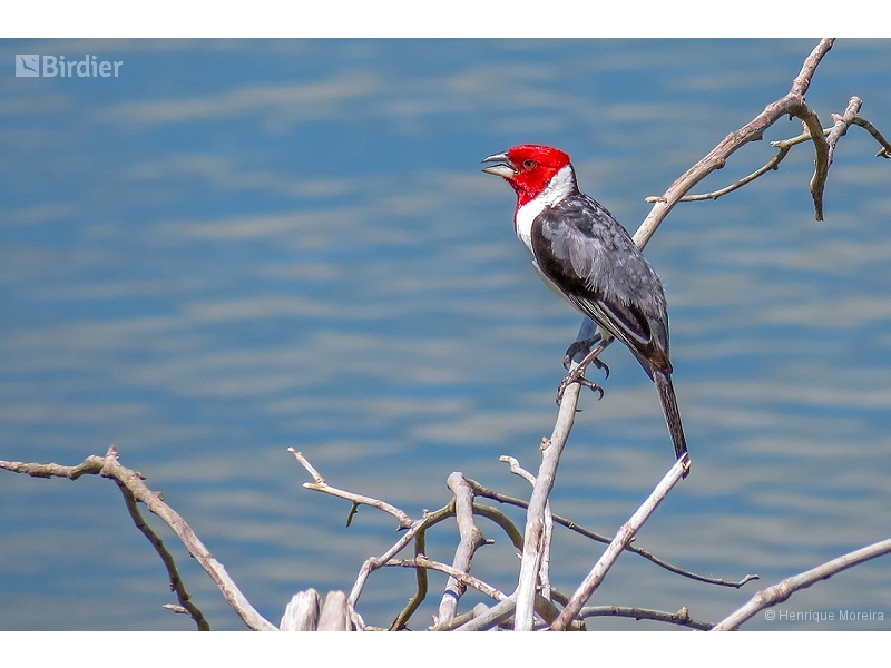 Red-cowled Cardinal