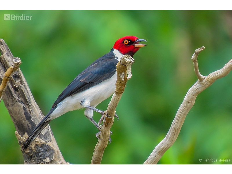 Red-capped Cardinal