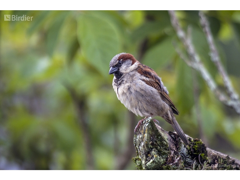 House Sparrow