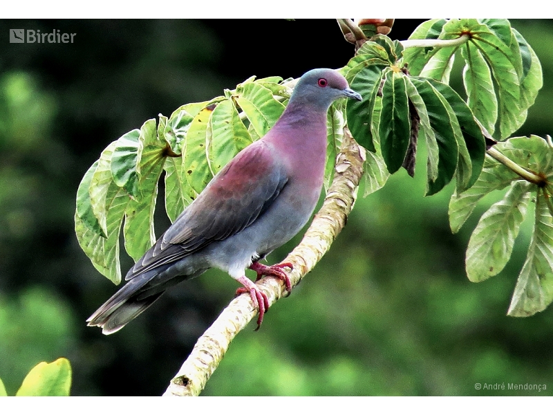 Pale-vented Pigeon
