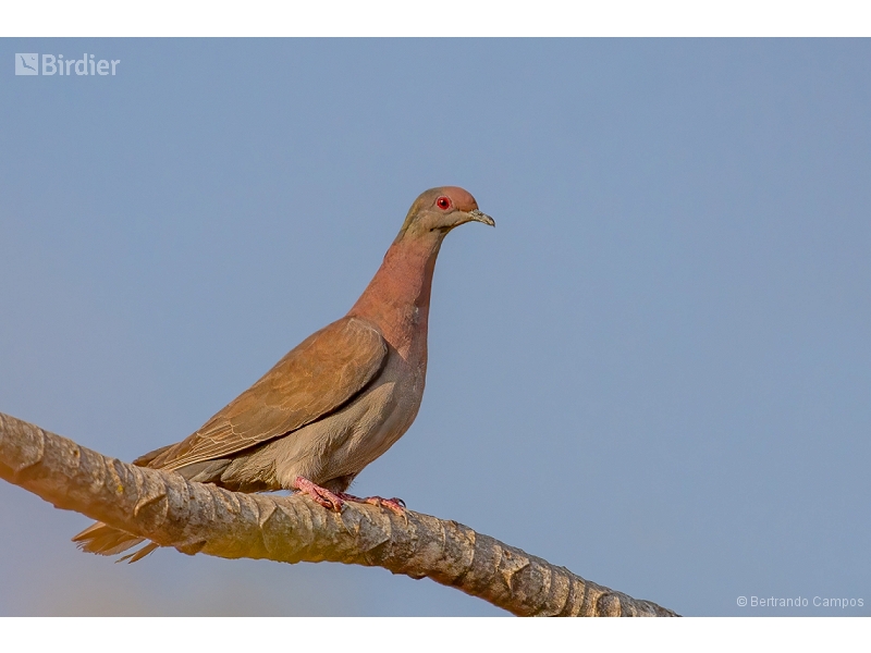 Pale-vented Pigeon