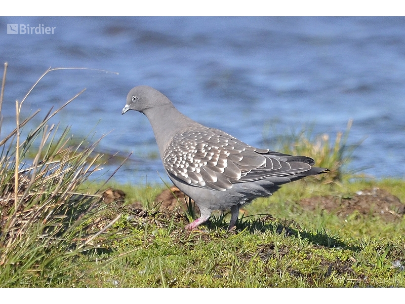 Spot-winged Pigeon
