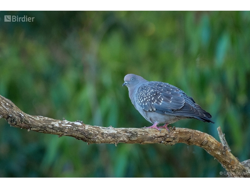 Spot-winged Pigeon