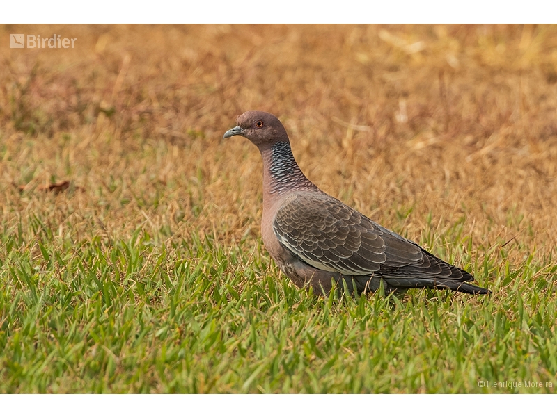 Picazuro Pigeon