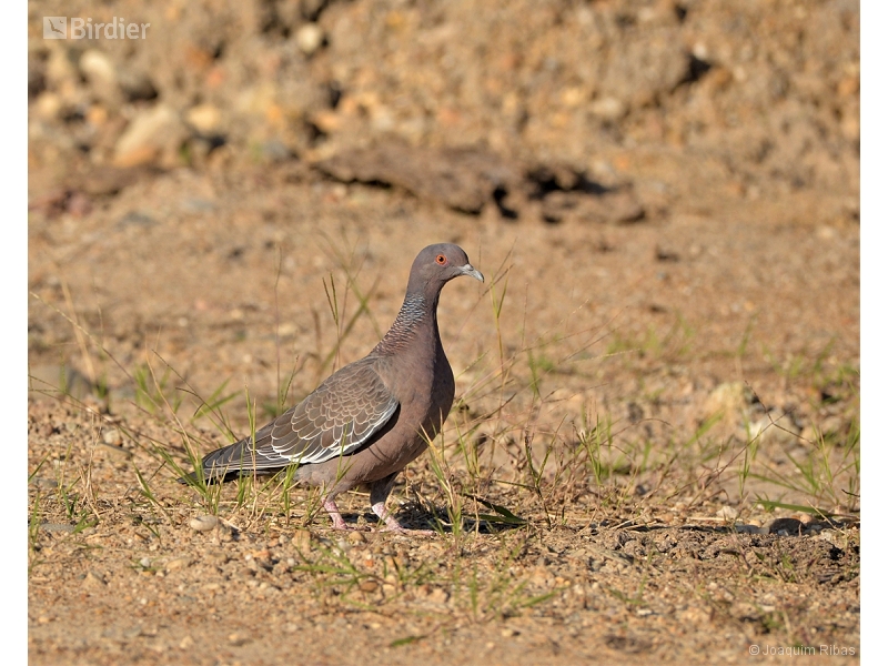 Picazuro Pigeon