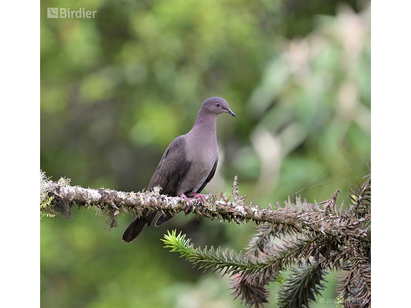 Plumbeous Pigeon