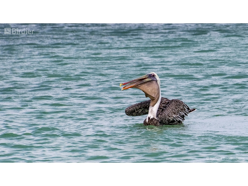 Brown Pelican