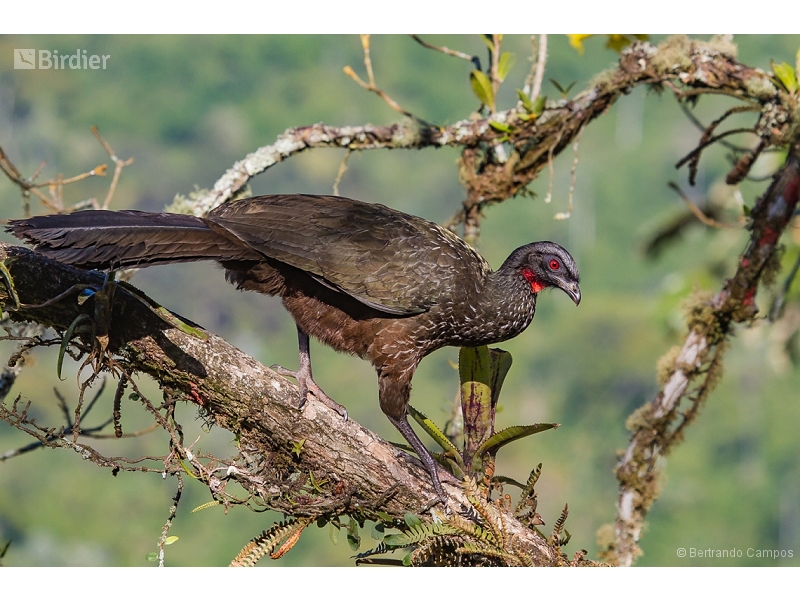 Dusky-legged Guan