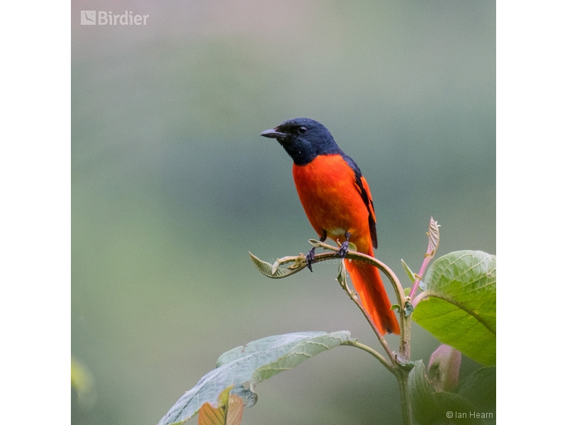 Scarlet Minivet