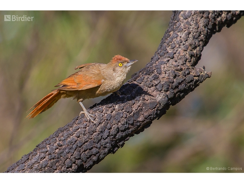 Greater Thornbird
