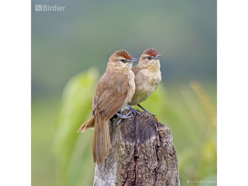 Rufous-fronted Thornbird