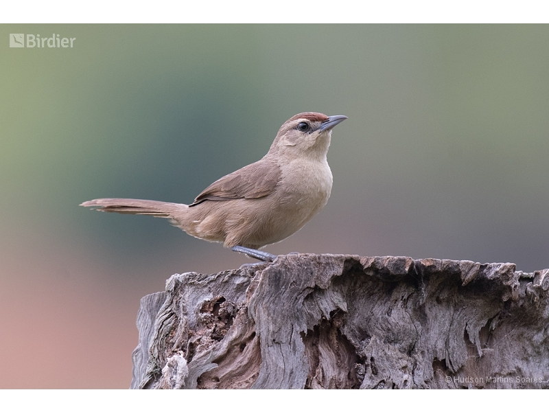 Rufous-fronted Thornbird