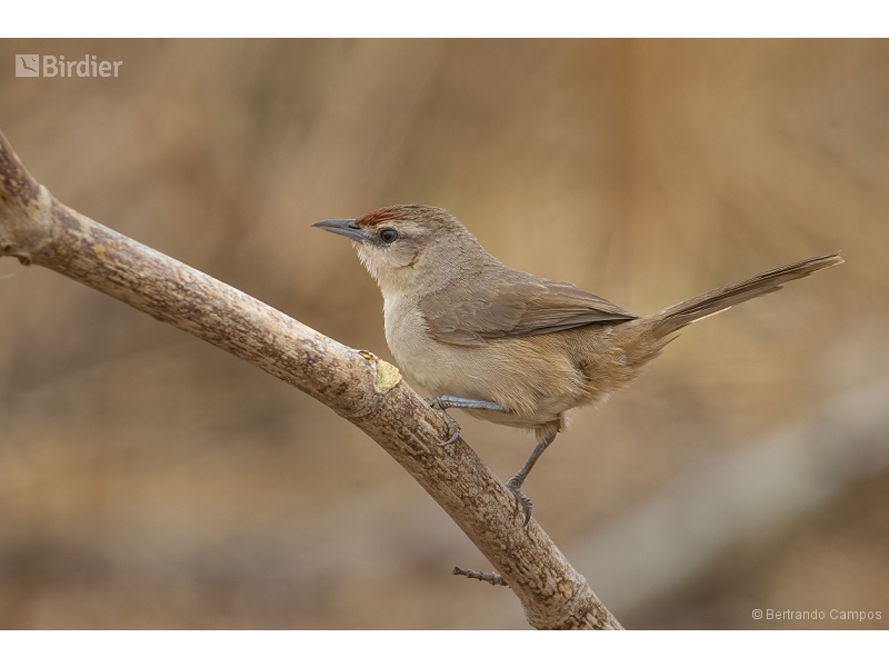 Rufous-fronted Thornbird