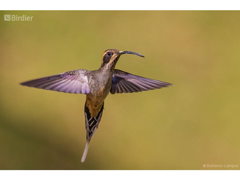 Scale-throated Hermit