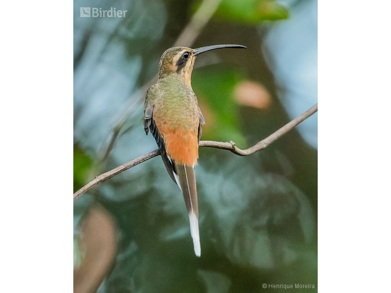 Planalto Hermit