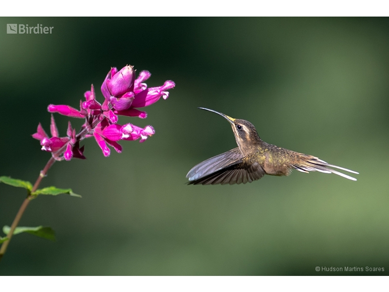 Dusky-throated Hermit