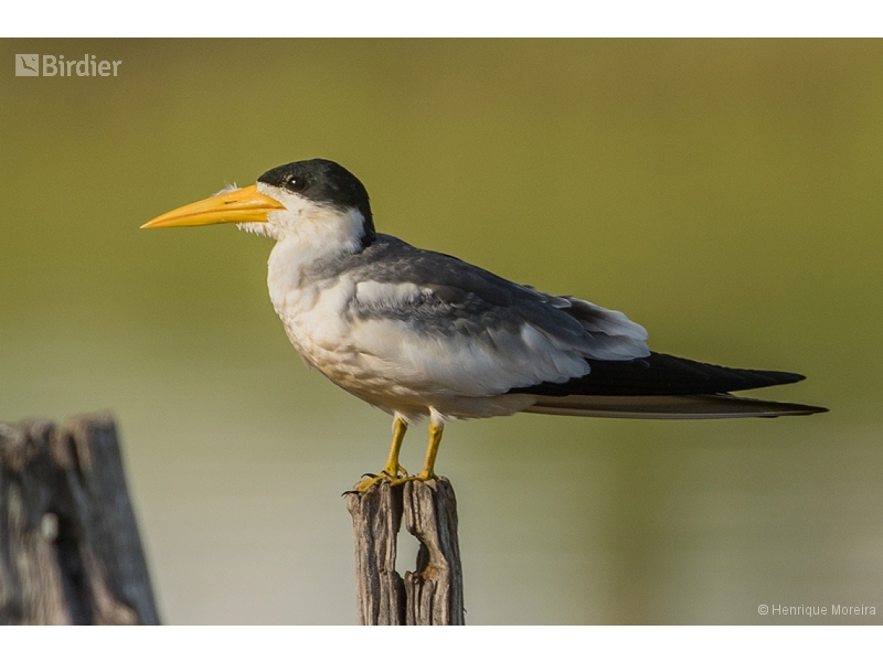 Large-billed Tern