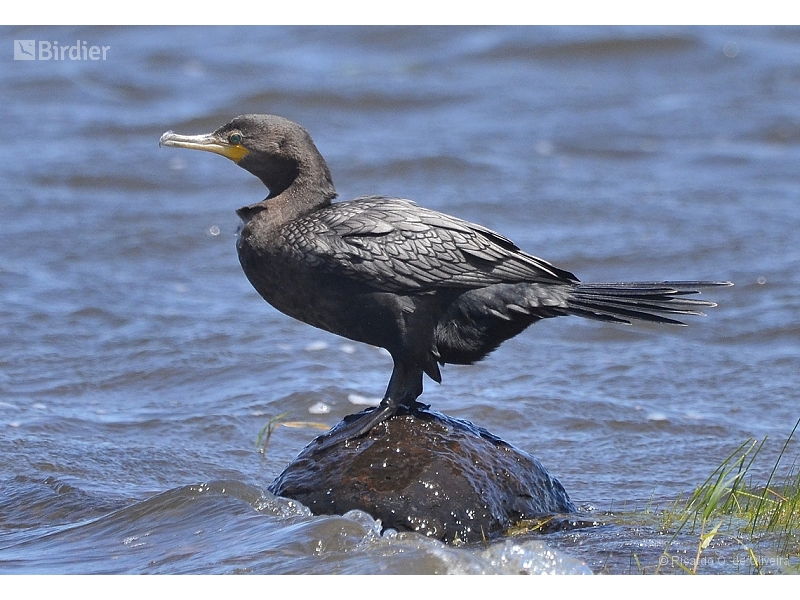 Neotropic Cormorant