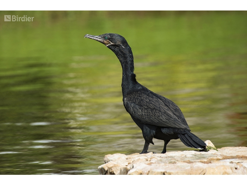 Neotropic Cormorant