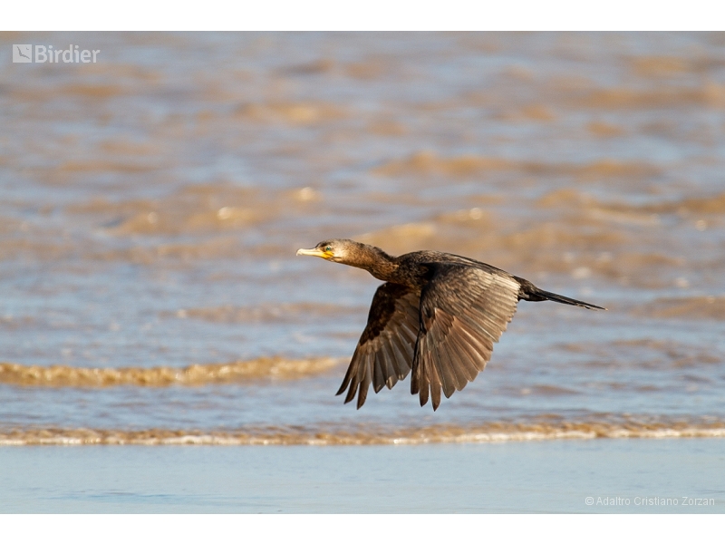 Neotropic Cormorant